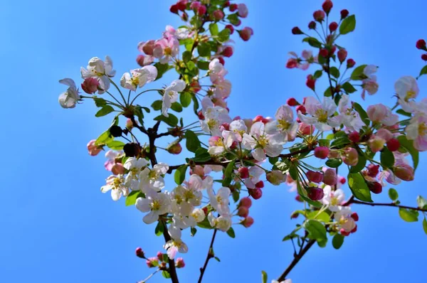 Çiçek açan elma ağacının dalları. Çiçek açan elma ağacı çiçekleri. Yayın için beyaz elma çiçekleri, tasarım, poster, takvim, post, ekran koruyucu, duvar kağıdı, kartpostal, afiş, kapak