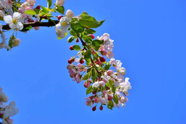 Çiçek açan elma ağacının dalları. Çiçek açan elma ağacı çiçekleri. Yayın için beyaz elma çiçekleri, tasarım, poster, takvim, post, ekran koruyucu, duvar kağıdı, kartpostal, afiş, kapak