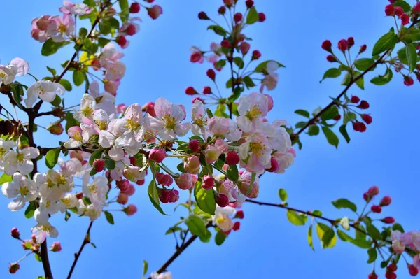 Çiçek açan elma ağacının dalları. Çiçek açan elma ağacı çiçekleri. Yayın için beyaz elma çiçekleri, tasarım, poster, takvim, post, ekran koruyucu, duvar kağıdı, kartpostal, afiş, kapak