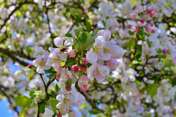 Çiçek açan elma ağacının dalları. Çiçek açan elma ağacı çiçekleri. Yayın için beyaz elma çiçekleri, tasarım, poster, takvim, post, ekran koruyucu, duvar kağıdı, kartpostal, afiş, kapak