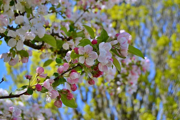 Çiçek açan elma ağacının dalları. Çiçek açan elma ağacı çiçekleri. Yayın için beyaz elma çiçekleri, tasarım, poster, takvim, post, ekran koruyucu, duvar kağıdı, kartpostal, afiş, kapak