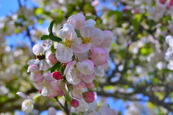 Çiçek açan elma ağacının dalları. Çiçek açan elma ağacı çiçekleri. Yayın için beyaz elma çiçekleri, tasarım, poster, takvim, post, ekran koruyucu, duvar kağıdı, kartpostal, afiş, kapak