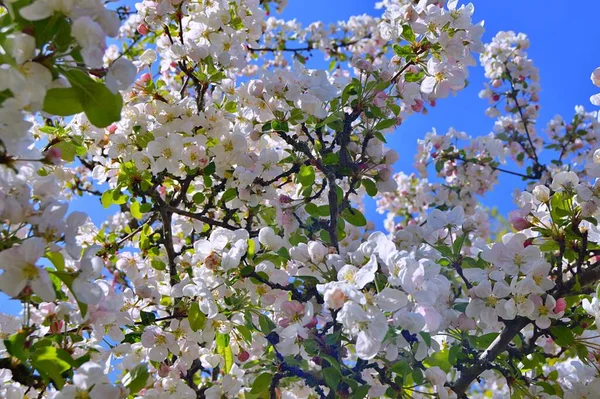 Çiçek açan elma ağacının dalları. Çiçek açan elma ağacı çiçekleri. Yayın için beyaz elma çiçekleri, tasarım, poster, takvim, post, ekran koruyucu, duvar kağıdı, kartpostal, afiş, kapak