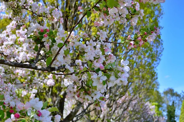 Çiçek açan elma ağacının dalları. Çiçek açan elma ağacı çiçekleri. Yayın için beyaz elma çiçekleri, tasarım, poster, takvim, post, ekran koruyucu, duvar kağıdı, kartpostal, afiş, kapak
