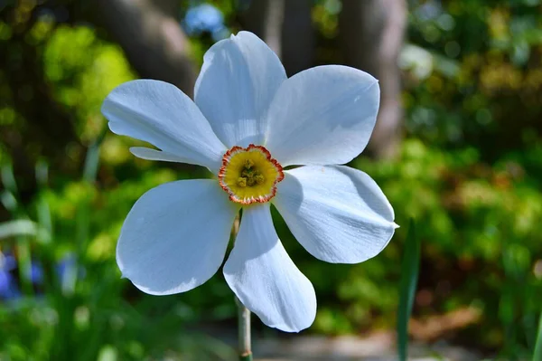 Blume Garten Blüte Frühlings Und Sommertag Bunte Blume Blumenschmuck Blume — Stockfoto