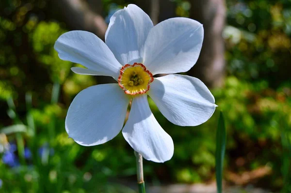 Blume Garten Blüte Frühlings Und Sommertag Bunte Blume Blumenschmuck Blume — Stockfoto