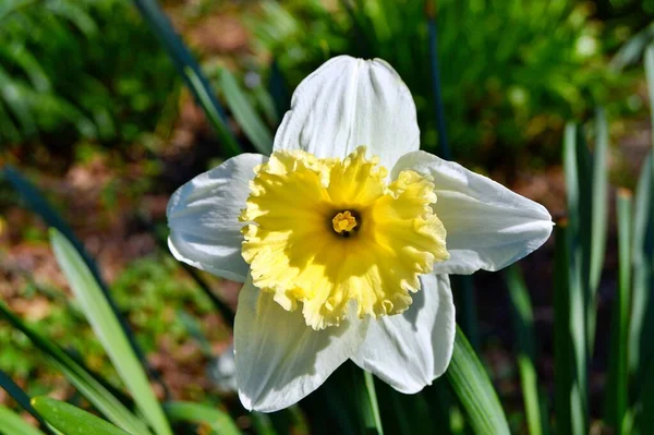 Blume Garten Blüte Frühlings Und Sommertag Bunte Blume Blumenschmuck Blume — Stockfoto