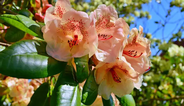 Azalea - rhododendron, baharın altında şehir parkında çiçekler