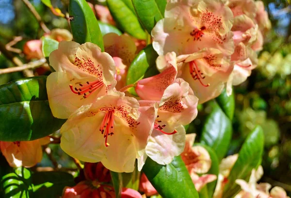 Azalea - rhododendron, baharın altında şehir parkında çiçekler