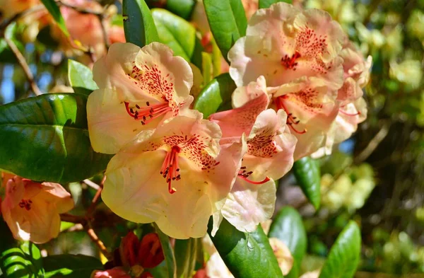 Azalea - rhododendron, baharın altında şehir parkında çiçekler
