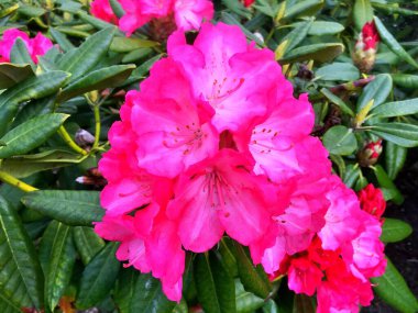 Bahçedeki büyük açelya ya da rhododendron. Baharın altındaki botanik bahçesinde çiçek açma mevsimi (rhododendron) .....