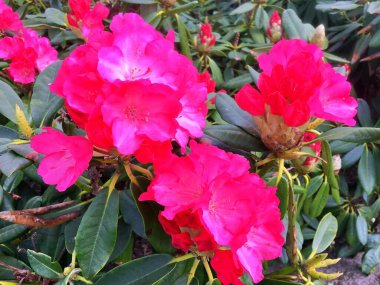 Bahçedeki büyük açelya ya da rhododendron. Baharın altındaki botanik bahçesinde çiçek açma mevsimi (rhododendron) .....