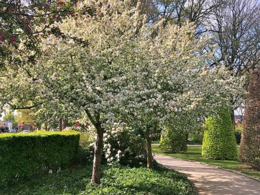 Yakın plan beyaz çiçeklerle çiçek açan ağaç brunch 'ı. Elma ağaçlarının çiçek açması. Güzel çiçek açan elma dalı. İlkbaharın altında elma çiçeklerini kapat.......