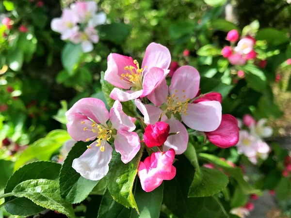 Nahaufnahme Blühender Baum Brunch Mit Weißen Blumen Die Blüte Der — Stockfoto