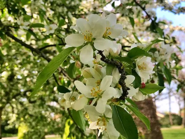 Nahaufnahme Blühender Baum Brunch Mit Weißen Blumen Die Blüte Der — Stockfoto