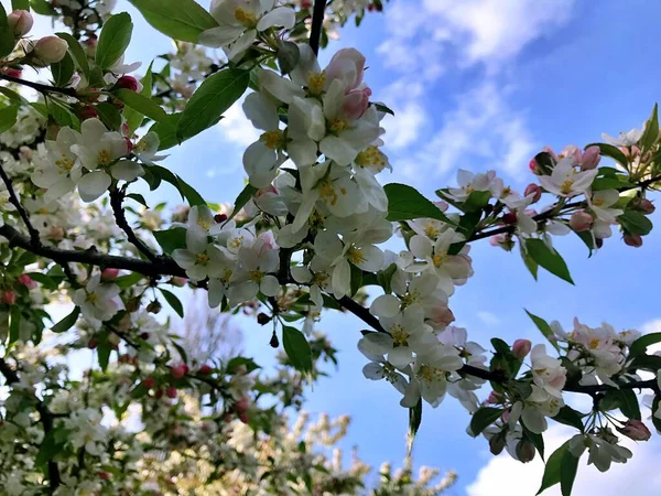 Nahaufnahme Blühender Baum Brunch Mit Weißen Blumen Die Blüte Der — Stockfoto