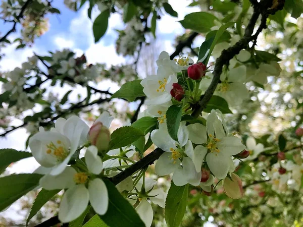 Gros Plan Floraison Arbre Brunch Avec Des Fleurs Blanches Floraison — Photo