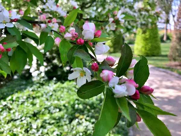 Almuerzo Primer Plano Con Flores Blancas Floración Manzanos Hermosa Rama — Foto de Stock
