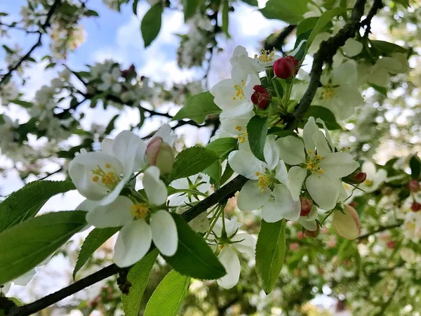 Primo Piano Fioritura Albero Brunch Con Fiori Bianchi Fioritura Meli — Foto Stock