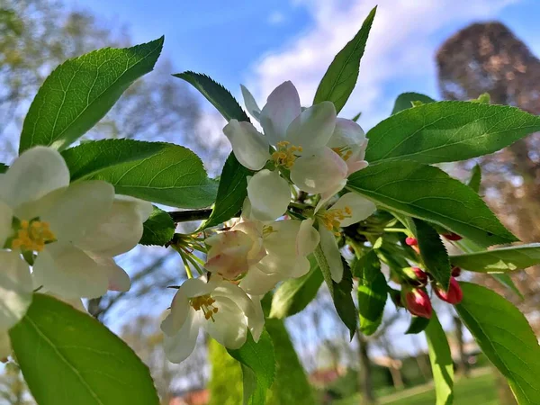 Primo Piano Fioritura Albero Brunch Con Fiori Bianchi Fioritura Meli — Foto Stock