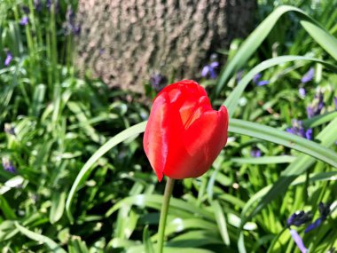 Lale çiçeği. Bahçede çiçek. Bahar günü çiçek. Renkli çiçek. Çiçek süslemesi. Tasarım için çiçek. Güzel çiçek. Tropikal bahçede çiçek. Renkli çiçek. çiçek deseni. çiçek arkaplanı. çiçek