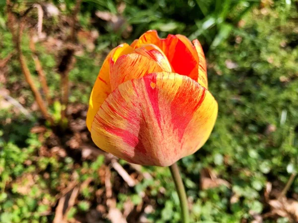 Flor Tulipa Flor Jardim Flor Dia Primavera Flor Colorida Decoração — Fotografia de Stock