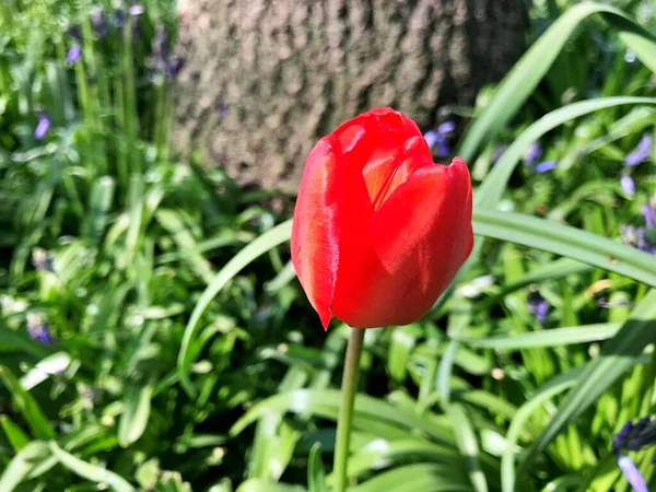 Flor Tulipa Flor Jardim Flor Dia Primavera Flor Colorida Decoração — Fotografia de Stock