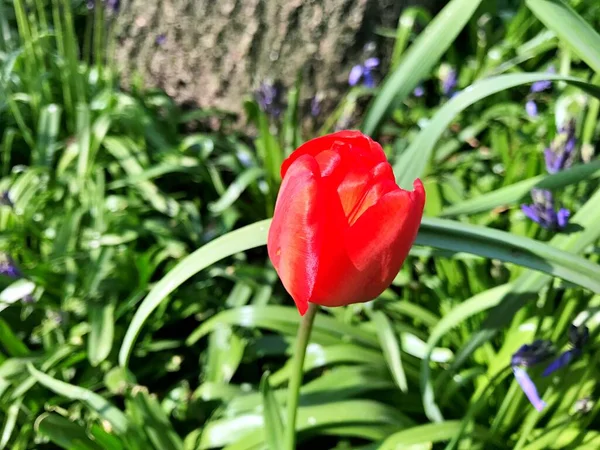 Flor Tulipa Flor Jardim Flor Dia Primavera Flor Colorida Decoração — Fotografia de Stock