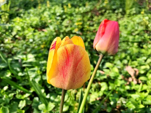 Flor Tulipa Flor Jardim Flor Dia Primavera Flor Colorida Decoração — Fotografia de Stock