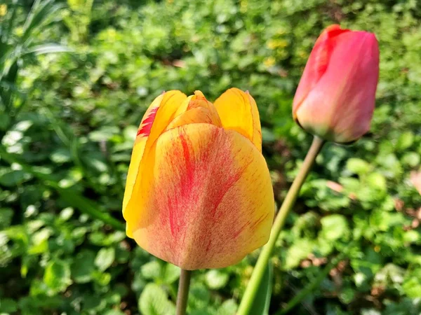 Λουλούδι Τουλίπας Λουλούδι Στον Κήπο Λουλούδι Την Ανοιξιάτικη Μέρα Πολύχρωμο — Φωτογραφία Αρχείου