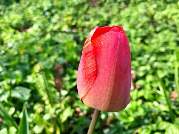 Λουλούδι Τουλίπας Λουλούδι Στον Κήπο Λουλούδι Την Ανοιξιάτικη Μέρα Πολύχρωμο — Φωτογραφία Αρχείου
