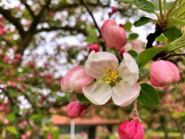 Almuerzo Primer Plano Con Flores Blancas Floración Manzanos Hermosa Rama — Foto de Stock