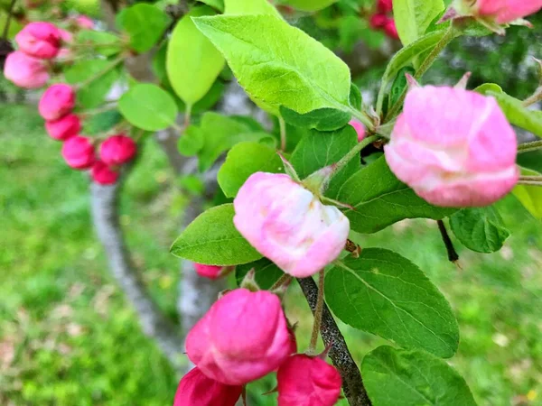 Nahaufnahme Blühender Baum Brunch Mit Weißen Blumen Die Blüte Der — Stockfoto