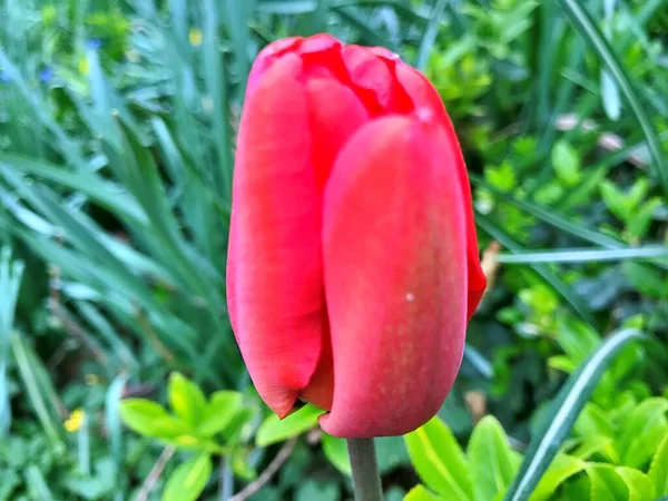 Tulipanowy Kwiat Kwiat Ogrodzie Kwiat Wiosenny Dzień Kolorowy Kwiat Dekoracje — Zdjęcie stockowe