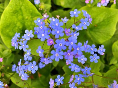 Arka plan olarak baharın altındaki bahçede çiçekler