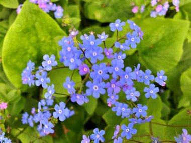 Arka plan olarak baharın altındaki bahçede çiçekler