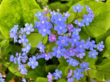 Arka plan olarak baharın altındaki bahçede çiçekler