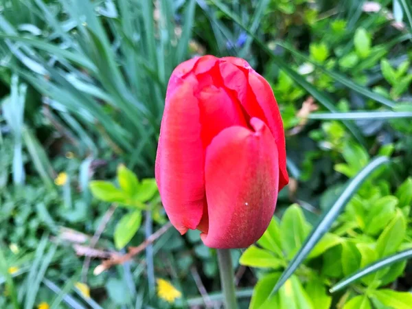 Цветок Тюльпана Цветок Саду Цветок Весенний День Красочный Цветок Цветочные — стоковое фото