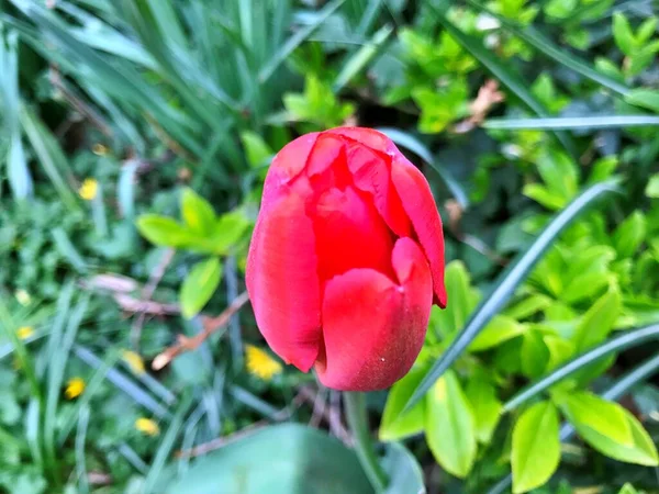 Fleur Tulipes Fleur Dans Jardin Fleurir Jour Printemps Fleurs Colorées — Photo