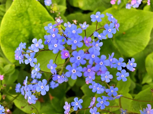 Arka plan olarak baharın altındaki bahçede çiçekler