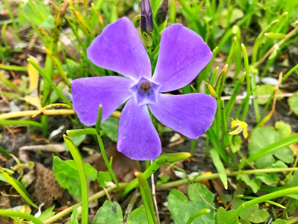 Blumen Garten Frühling Als Hintergrund — Stockfoto