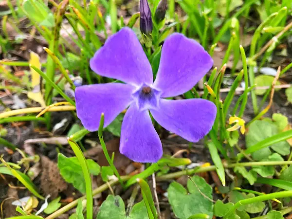 Fleurs Dans Jardin Sous Printemps Comme Fond — Photo