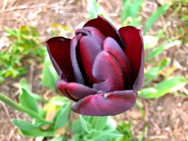 Tulpenblüte Blume Garten Blüte Frühlingstag Bunte Blume Blumenschmuck Blume Für — Stockfoto