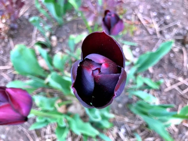 Tulpenblüte Blume Garten Blüte Frühlingstag Bunte Blume Blumenschmuck Blume Für — Stockfoto