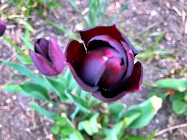 Fleur Tulipes Fleur Dans Jardin Fleurir Jour Printemps Fleurs Colorées — Photo