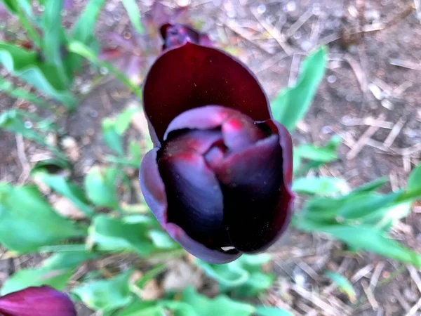 Fleur Tulipes Fleur Dans Jardin Fleurir Jour Printemps Fleurs Colorées — Photo