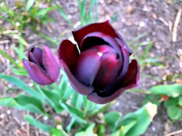 Цветок Тюльпана Цветок Саду Цветок Весенний День Красочный Цветок Цветочные — стоковое фото