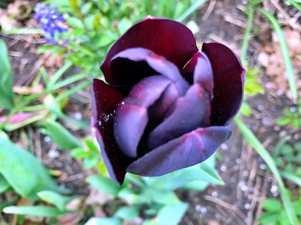 Fleur Tulipes Fleur Dans Jardin Fleurir Jour Printemps Fleurs Colorées — Photo