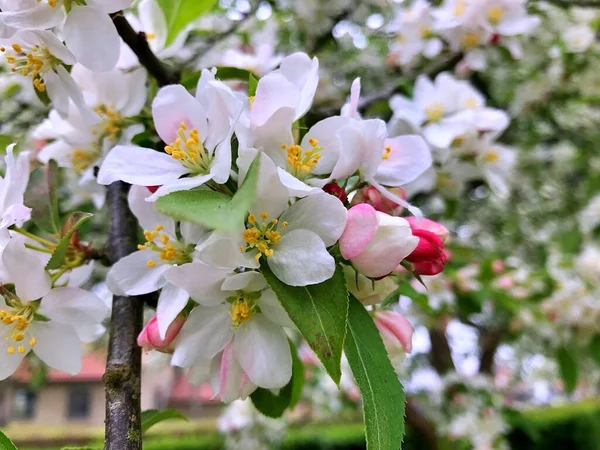 Nahaufnahme Blühender Baum Brunch Mit Weißen Blumen Die Blüte Der — Stockfoto