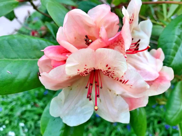 Grande Azalée Rhododendron Dans Jardin Saison Floraison Azalées Rhododendron Jardin — Photo